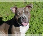 NOVA - Female Mutt Dog for Adoption - Small photo