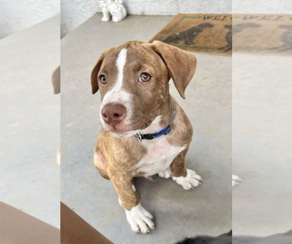 Medium Photo #11 American Staffordshire Terrier-Labrador Retriever Mix Puppy For Sale in Dana Point, CA, USA