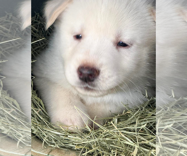 Medium Photo #2 Gerberian Shepsky Puppy For Sale in Corona, CA, USA