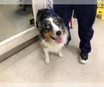 BOYZ - Male Australian Shepherd Dog for Adoption - Small photo