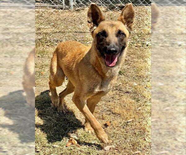 Medium Photo #1 German Shepherd Dog-Unknown Mix Puppy For Sale in Augusta, GA, USA
