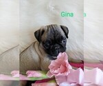 Small Photo #6 Pug Puppy For Sale in LEBANON, PA, USA