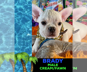 French Bulldog Puppy for sale in HEATHROW, FL, USA