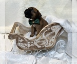 Small Photo #9 Cane Corso Puppy For Sale in CLINTON, MD, USA