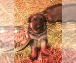 Small Photo #20 German Shepherd Dog Puppy For Sale in BRUSH PRAIRIE, WA, USA