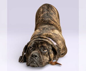 Mutt Dogs for adoption in Rowlett, TX, USA