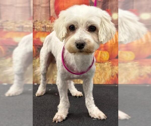 Medium Photo #1 Maltese Puppy For Sale in Westminster, MD, USA