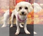 Rocky - Male Maltese Dog for Adoption - Small photo