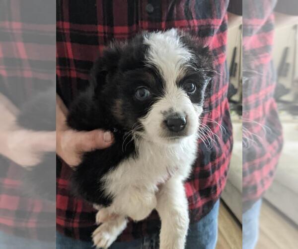 Medium Photo #1 Australian Shepherd-Poodle (Toy) Mix Puppy For Sale in SPENCER, TN, USA
