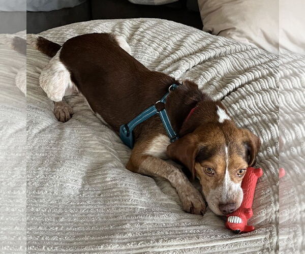 Medium Photo #5 Beagle Puppy For Sale in Dunnellon, FL, USA