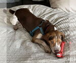 Small #4 Beagle