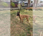 Small #1 Mutt