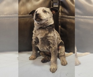 Australian Cattle Dog Puppy for sale in RUSSELLVILLE, KY, USA