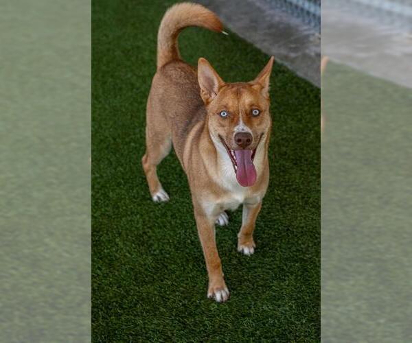 Medium Photo #2 Siberian Husky-Unknown Mix Puppy For Sale in Baytown, TX, USA