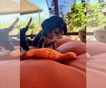 Small Photo #6 Cavalier King Charles Spaniel Puppy For Sale in ORO VALLEY, AZ, USA