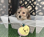 Small #1 Yo-Chon