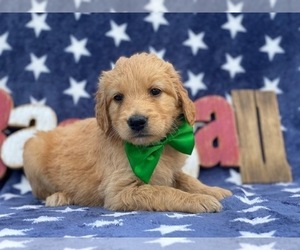 Goldendoodle Puppy for sale in LANCASTER, PA, USA