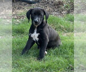 Mutt Dogs for adoption in Sheboygan, WI, USA