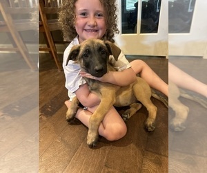 Belgian Malinois Puppy for sale in ATHENS, AL, USA