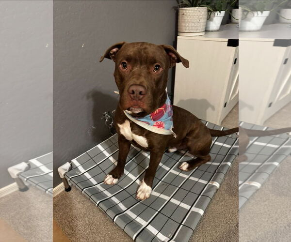 Medium Photo #4 American Pit Bull Terrier-Unknown Mix Puppy For Sale in Chandler, AZ, USA