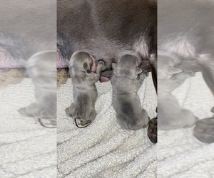 French Bulldog Puppy for sale in MIAMI, FL, USA