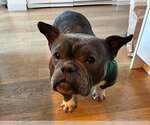 Small French Bulldog Mix