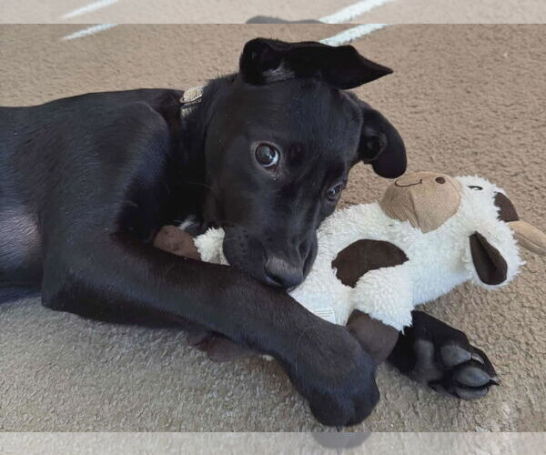 Medium Photo #3 Mutt Puppy For Sale in Des Moines, IA, USA