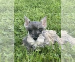Small Photo #2 Schnauzer (Miniature) Puppy For Sale in CANOGA, NY, USA