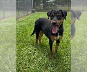 Rottweiler Dogs for adoption in Conroe, TX, USA