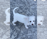 Small Chihuahua-Maltipoo Mix