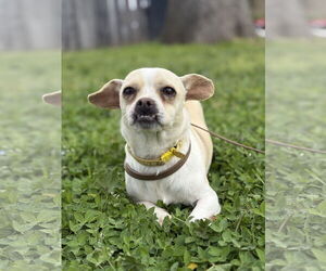 Chihuahua-Unknown Mix Dogs for adoption in Chico, CA, USA