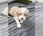 Small Photo #10 Tibetan Terrier Puppy For Sale in ALEXANDRIA, VA, USA