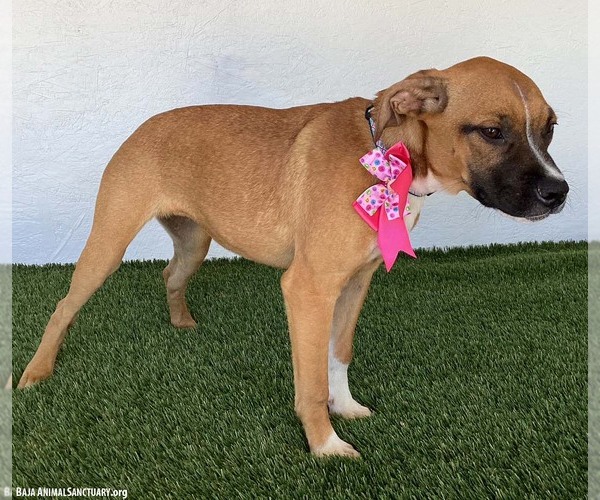 Medium Photo #3 Boxador Puppy For Sale in San Diego, CA, USA