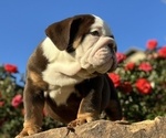 Small #17 English Bulldog