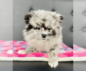 Pomimo Puppy for sale in CINCINNATI, OH, USA