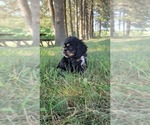 Small #2 Cocker Spaniel