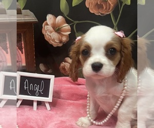 Cavalier King Charles Spaniel Puppy for sale in ABILENE, TX, USA