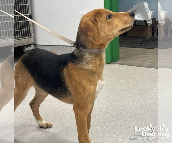 Medium Photo #2 Beagle-Unknown Mix Puppy For Sale in Washington, DC, USA
