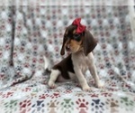 Small #8 Beagle