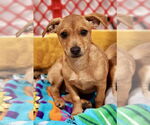 Small #3 Chihuahua Mix