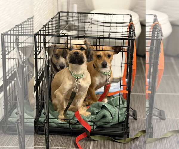 Medium Photo #8 Shiranian Puppy For Sale in Oakhurst, NJ, USA