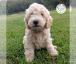 Small Photo #1 Goldendoodle Puppy For Sale in PAULINE, SC, USA