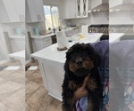 Puppy 8 Labradoodle