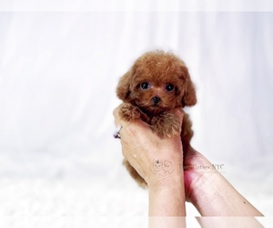 Poodle (Toy) Puppy for Sale in ASTORIA, New York USA
