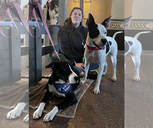 Medium Photo #18 Bullypit Puppy For Sale in Oakhurst, NJ, USA