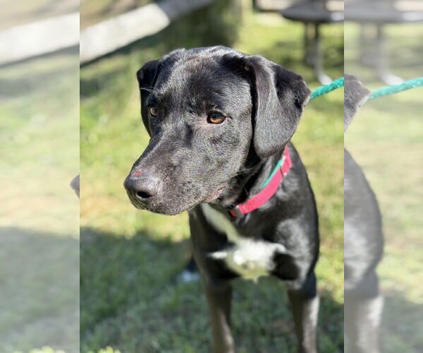 Medium Photo #1 Bulldog-Labrador Retriever Mix Puppy For Sale in Manahawkin, NJ, USA