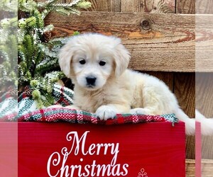Golden Retriever Puppy for sale in DRY RUN, PA, USA