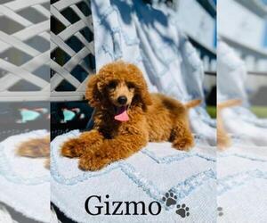 Poodle (Toy) Puppy for sale in ALGOOD, TN, USA