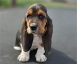 Small Photo #7 Basset Hound Puppy For Sale in GREENLEAF, WI, USA