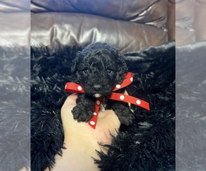 Poodle (Toy) Puppy for sale in JEFFERSONVILLE, IN, USA